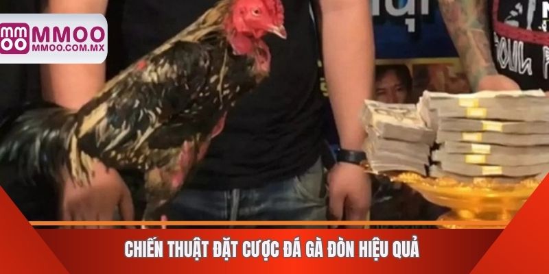 Chiến thuật đặt cược đá gà đòn hiệu quả