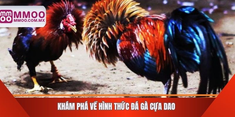 khám phá về hình thức đá gà cựa dao
